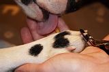 GRIFFES - DALMATIEN 033